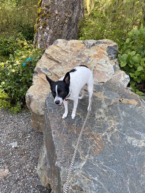 My small, black & white dog, Obi, standing on a rock surrounded by greenery. 